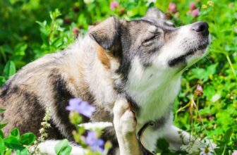 What Are the Indicators of Allergic reactions in Pets, and How Can I Assist?