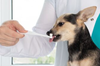 What Are the Finest Practices for Sustaining My Pet's Oral Well being?