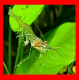 50 Dwell Ghost Shrimp – Solely Vendor on Amazon – Bulk Freshwater Aquarium Cleaners – Wholesome & Hardy – Nice for Massive Tanks