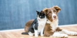 How Can I Discover the Proper Pet Insurance coverage for My Furry Pal?
