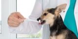 What Are the Finest Practices for Sustaining My Pet's Oral Well being?